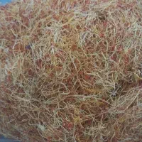 ریشه زعفران تازه امسالی