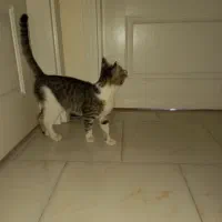 واگذاری حیوان|گربه|پردیس, فاز ۱۱|دیوار