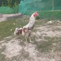 خروس لاری
