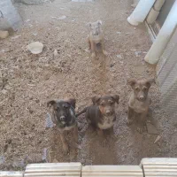 توله سگ گرگی