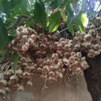 سیر