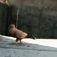 ارشینگل نر فروشی|پرنده|بردسکن, |دیوار