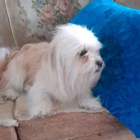 پت خانگی
