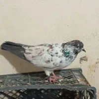 کبوتر شازده سورور سرور سبز کله دار زاغ دم سفید|پرنده|نوبران, |دیوار