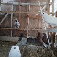 کبوتر پرشی وجوجه ناجلد