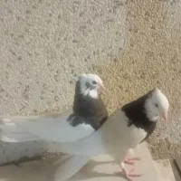 جفت جوجه طوقی