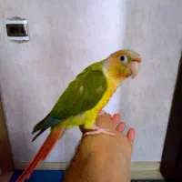 طوطی گرینچیک با قفس