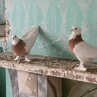 کبوتر پرشی و زینتی  طوقی. آس  همه جفت مثل هم