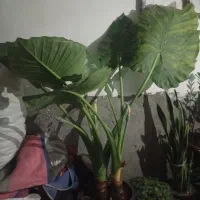 گل بابا ادم