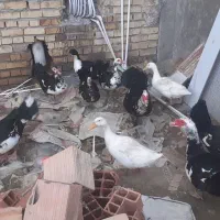 اردک خارجی نر ماده