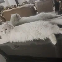 گمشده گربه سفید پرشین