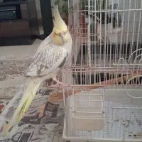 عروس هلندی