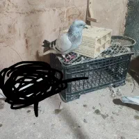 کفتر صید|پرنده|اسفراین, |دیوار