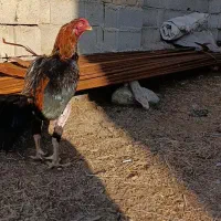 خروس لاری افغان|حیوانات مزرعه|گمیشان, |دیوار