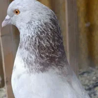فروش کبوتر