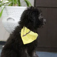 سگ پودل|سگ|شیراز, پودنک|دیوار