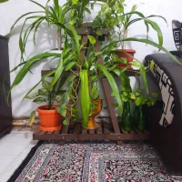 استند گل