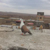 کفتر|پرنده|اسفراین, |دیوار