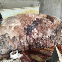 پوست و روده گوسفند|لوازم جانبی حیوانات|باقرشهر, |دیوار