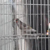 سهره دورگ جوجه قفس