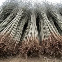 نیگرا ترکیه سریعالرشد برای تولید چوب صنعتی