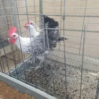 تخم نطفه دار اراکانا براکل فونیکس