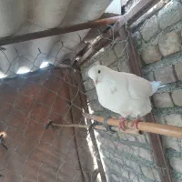 نر خال پیس چشم تابه تا