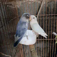 جفت مولد طوطی برزیلی کارداده