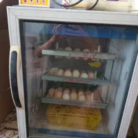 فروش دستگاه 126تایی بلدرچین دماوند