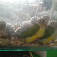 جوجه گیرینچیک ،مینا ،عروس هلندی سرلاکی
