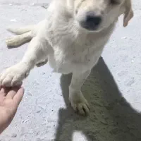 سگ پاکوتاه روباهی|سگ|یزد, |دیوار