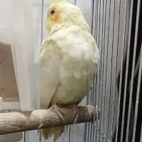 طوطی عروس هلندی ماده