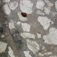 سم پاشی...زاهدان