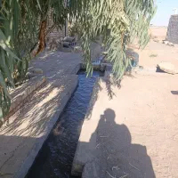 زمین کشاورزی باغ