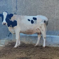 با سلام فروش یک راس گاو هلشتاین جنس خوب