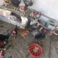 مرغ تخمگذار وخروس  وجوجه|حیوانات مزرعه|شباب, |دیوار