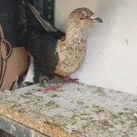 3 عدد کفتر کله طلایی طوقی دم سیاه