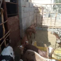 نری صلاله پچی