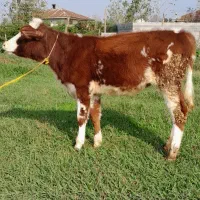 گوساله ماده سیمینتال لیشه گاو|حیوانات مزرعه|رشت, کوی مهر|دیوار