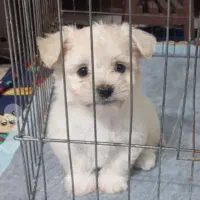 سگ شیتزو کراس