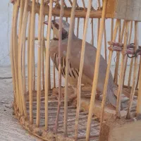 بلدرچین کوهی|حیوانات مزرعه|آباده, |دیوار