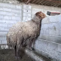 فروش گوسفند قوچ افشار نژاد دار|حیوانات مزرعه|آمل, |دیوار