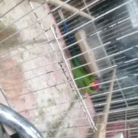 طوطی و کوتوله|پرنده|قم, ناصردیوان|دیوار