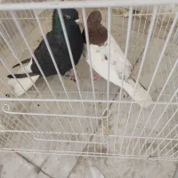 کبوتر دم سفید کله