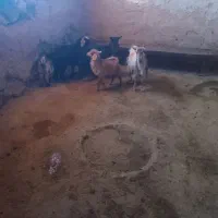 ۵راس بزغاله ۳۶ملیون