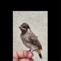 اسباب بازی مجسمه پرنده|اسباببازی|تویسرکان, |دیوار