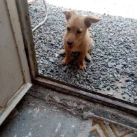 سگ پاکوتا