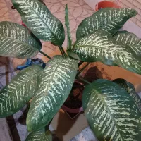 گل دیفن باخیا سرزنده و سرحال (۲ عدد موجوده)