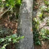 خریدار چوب درخت با بالاترین قیمت نقد نقد درمحل شما|خدمات باغبانی و درختکاری|سنقر, |دیوار