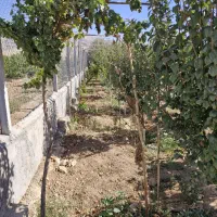 باغ-1000متری
